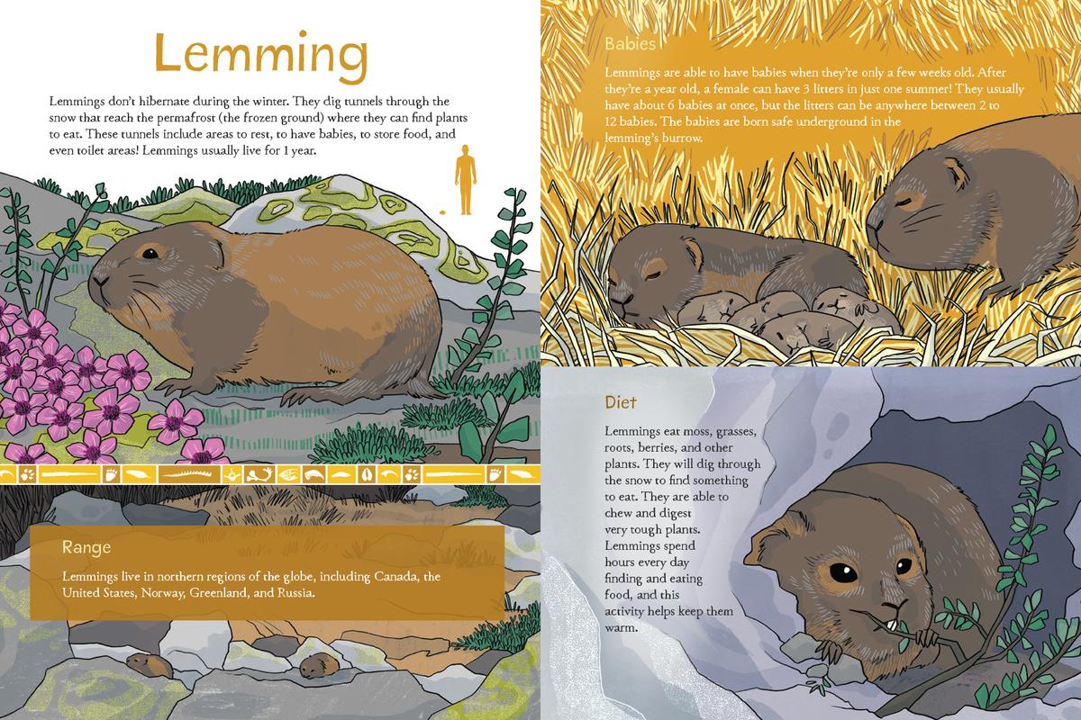 Animals Illustrated: Arctic Land Mammals