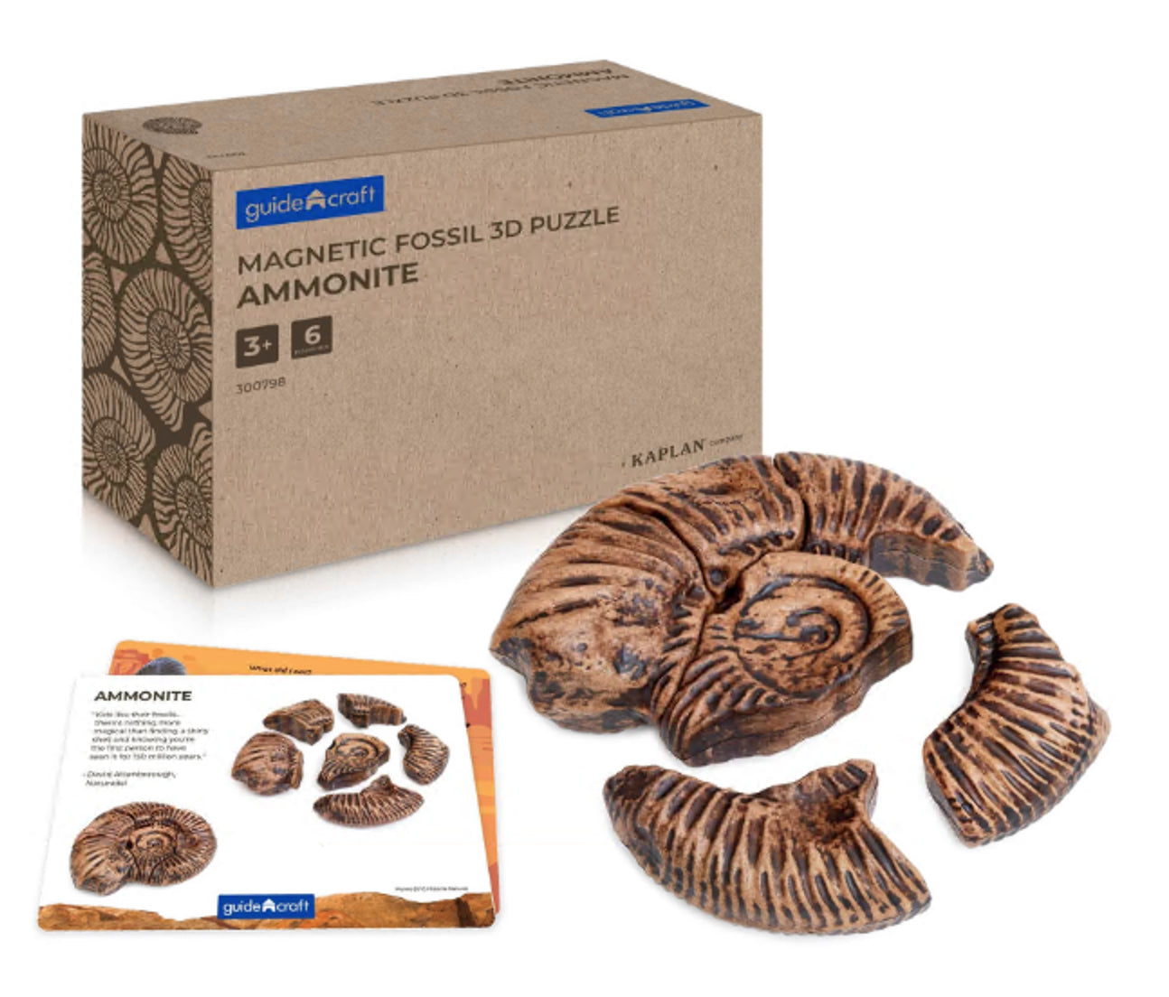 Magnetic Fossil 3D Puzzle- Ammonite