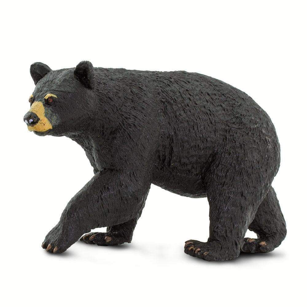 North Amercian Black Bear