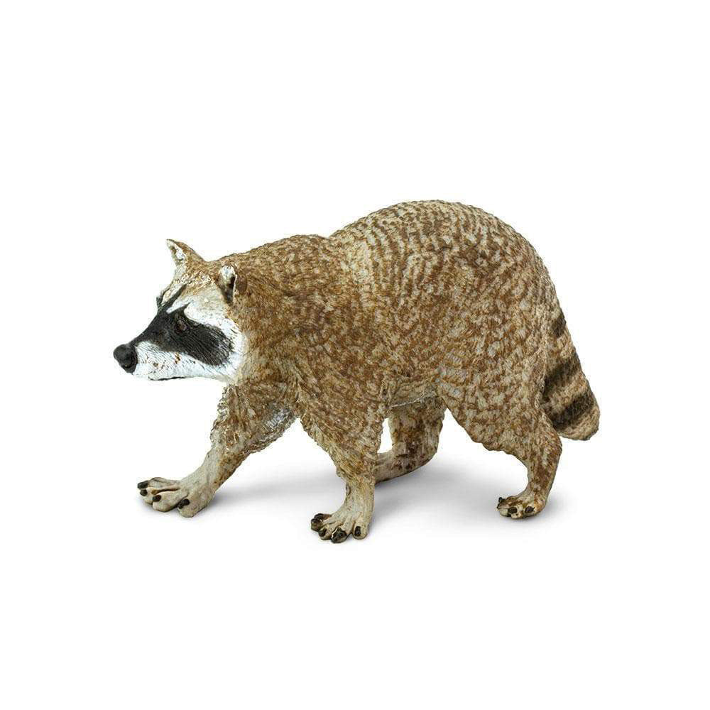 North Amercian Raccoon