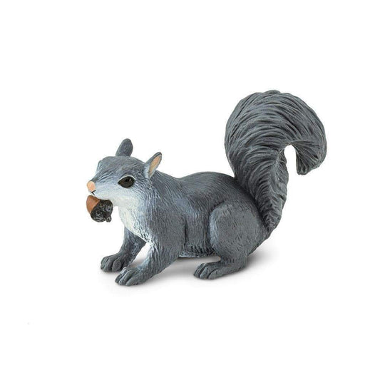 North American Grey Squirrel