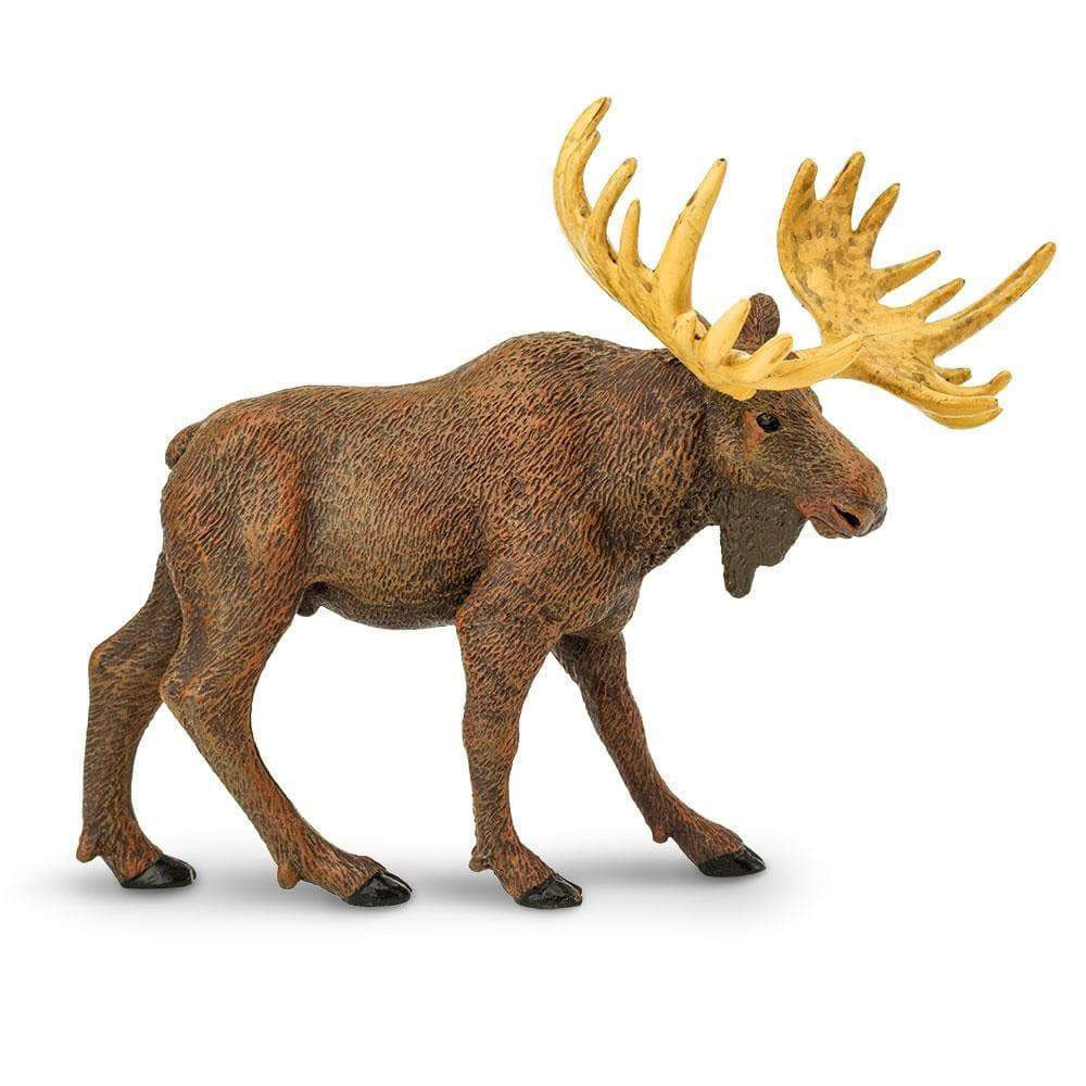 North American Moose