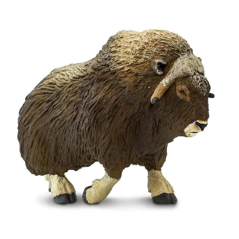 North American Muskox