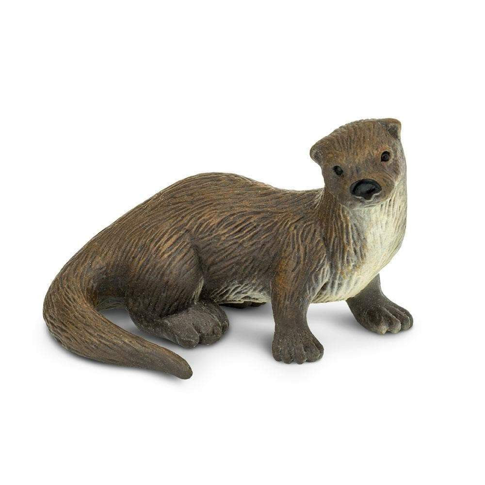 North American River Otter
