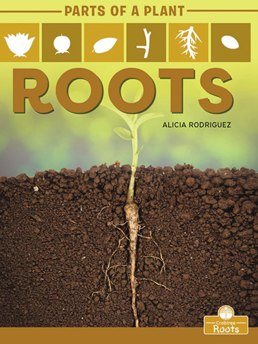 Educational Roots Parts of a Plant: Roots – Sonsuh Educational Supplies Inc.