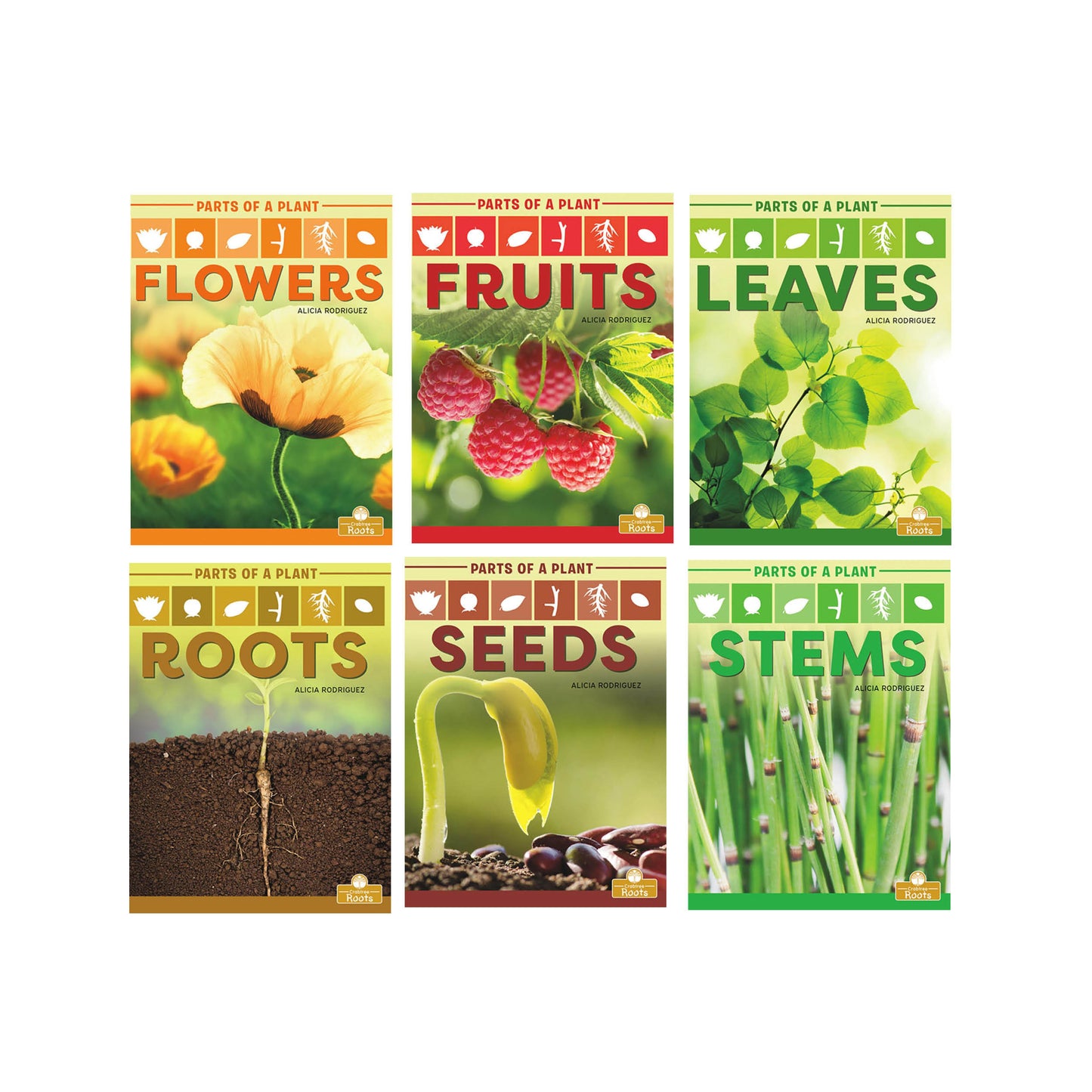 Parts Of A Plant - Set Of 6 Books