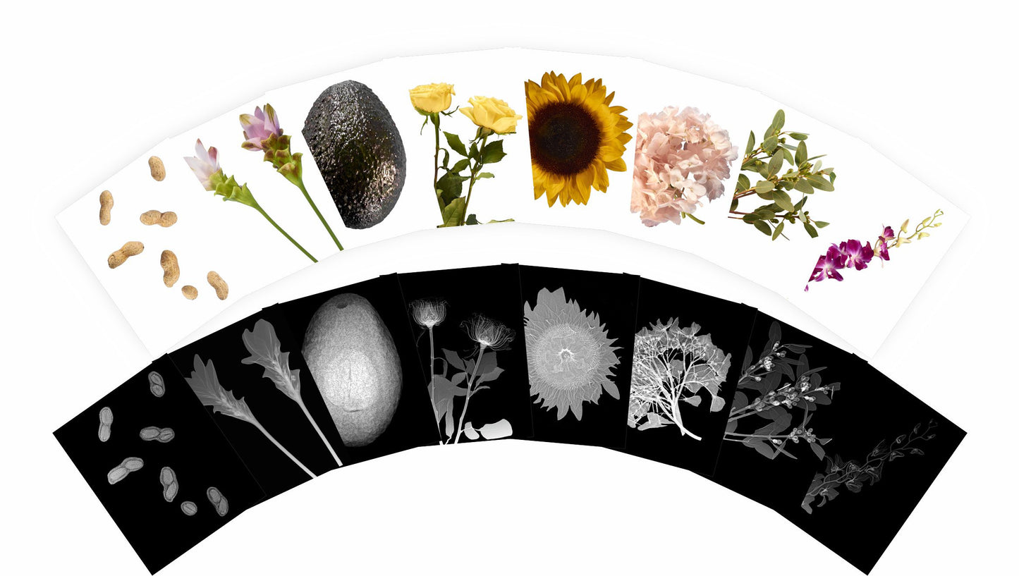 Plant X-Rays and Picture Cards (42 pcs)