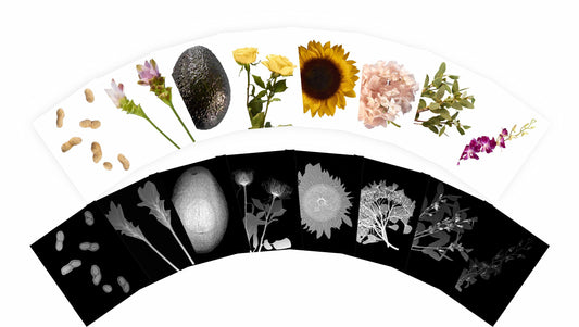 Plant X-Rays and Picture Cards (42 pcs)