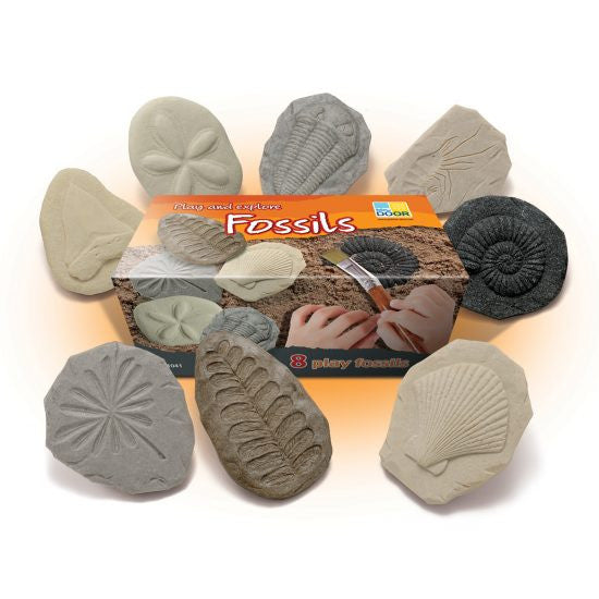 Play and Explore Fossils
