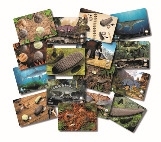 Prehistoric Teeth Activity Cards - 16 Pieces