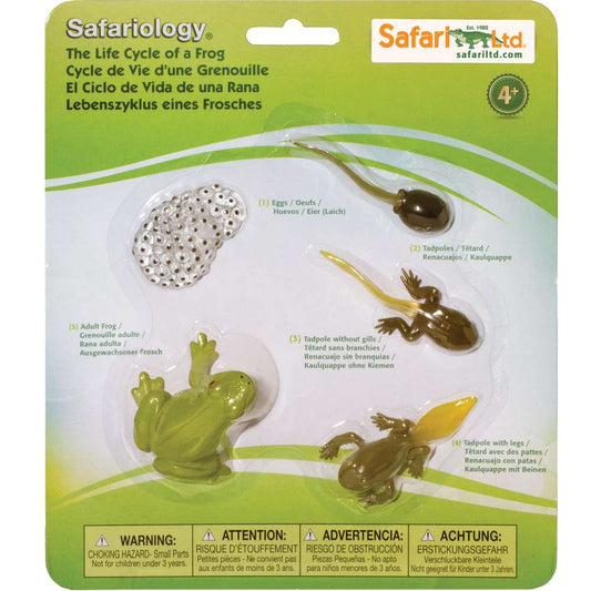 Safariology™ - Life Cycle of a Frog