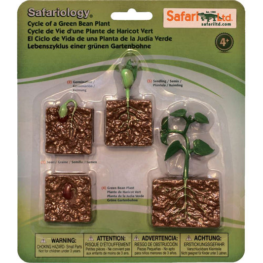 Safariology™ - Life Cycle of a Green Bean