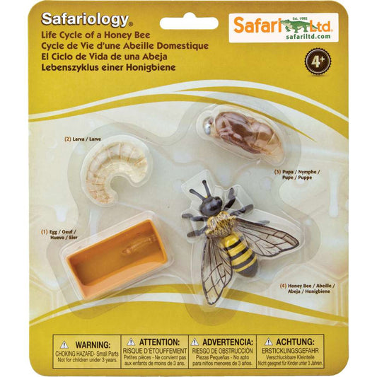 Safariology™ - Life Cycle of a Honey Bee