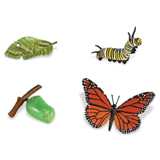 Safariology™ - Life Cycle of a Monarch Butterfly