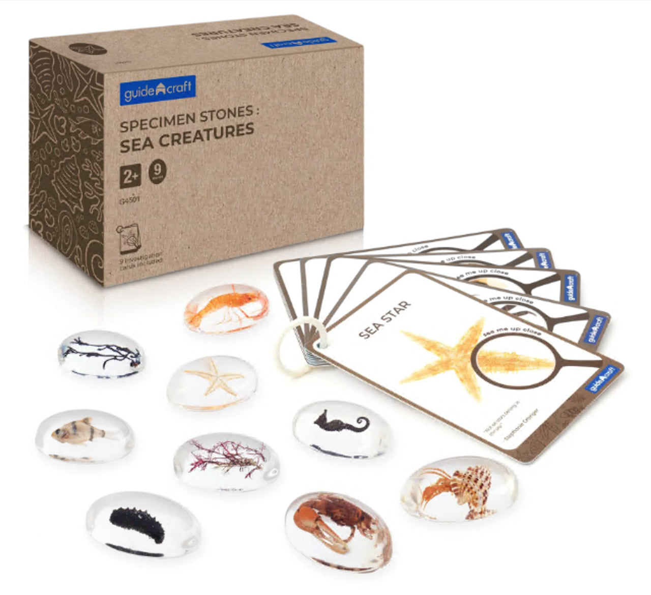 Specimen Stones- Sea Creatures (9 Stones & 9 Cards)