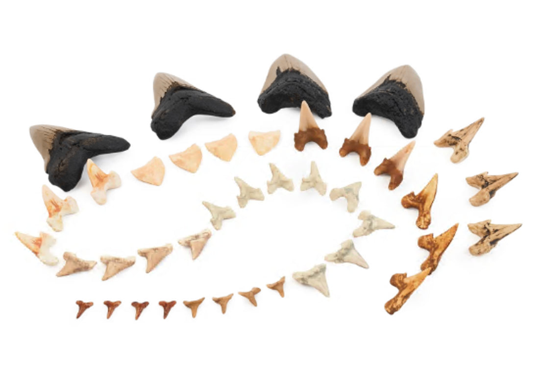 Super Shark Teeth Set - 40 pieces