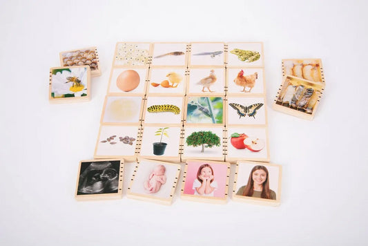 Wooden Lifecycle Tiles - 24 Pieces